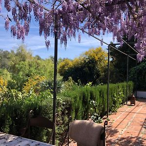 Studio Terrace
