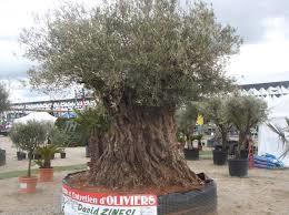 L'Olivier Millénaire