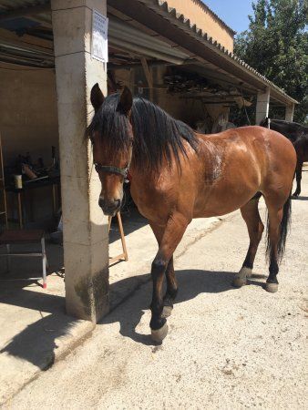 Mallorca Horses