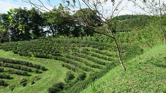 Xiong Kong Tea Plantation
