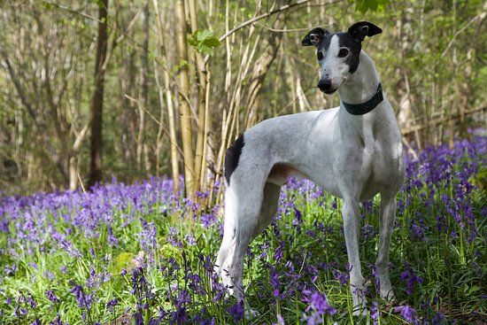 Arger Fen & Spouse's Vale