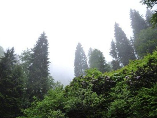 Örümcek Ormanı Tabiatı Koruma Alanı