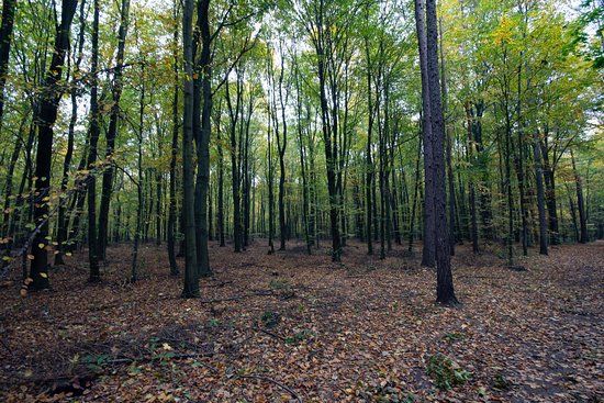 Puszcza Niepołomicka