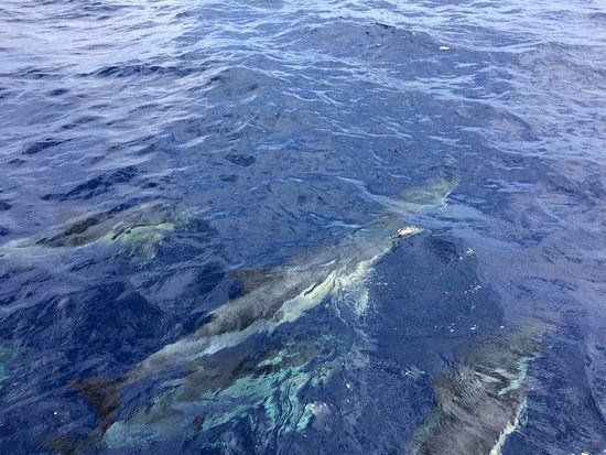 Nautipos Sport Fishing