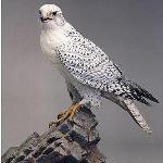 Nai Krea Nawamin Restaurant