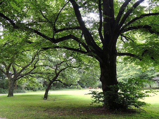 Grüneburgpark