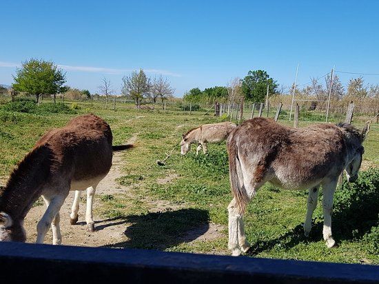La Ferme aux Grandes Oreilles