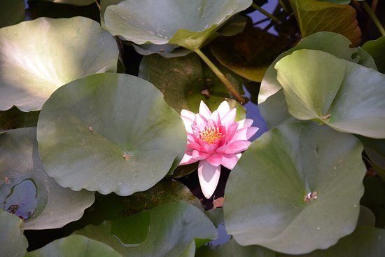 Parc de l'Alqueria Nova