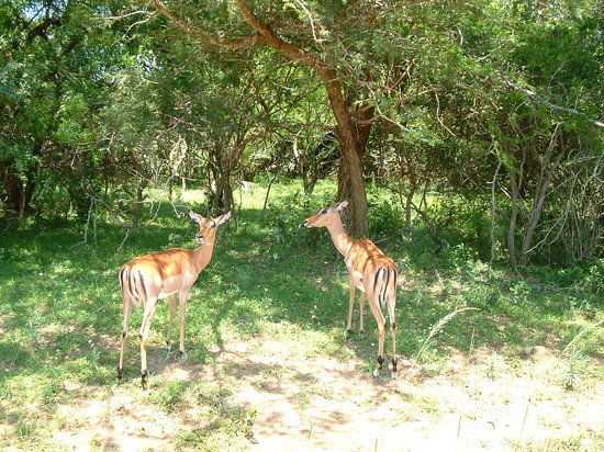 Bonamanzi Game Reserve