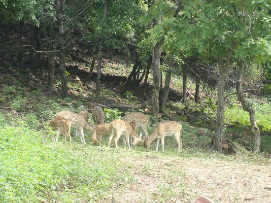 Van Vihar National Park