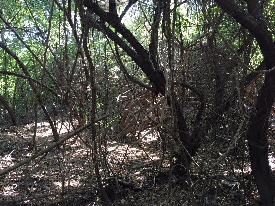 Bocana del Rio Copalita Archaeological Zone