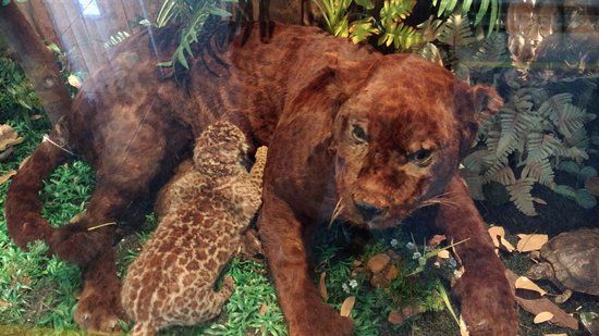 Museu de Ciencias Naturais