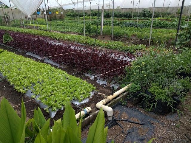 Caoba Farms Antigua Guatemala