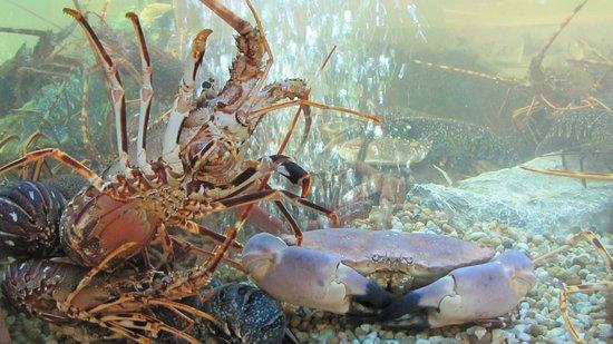 Nunes Real Marisqueira