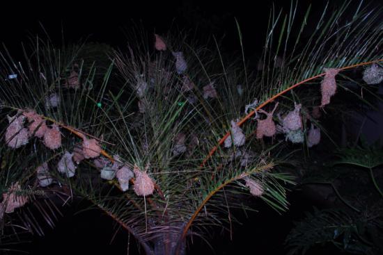 Amorello Sunset Deck Restaurant and Bar