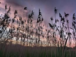 Drinkfield Marsh Nature Reserve