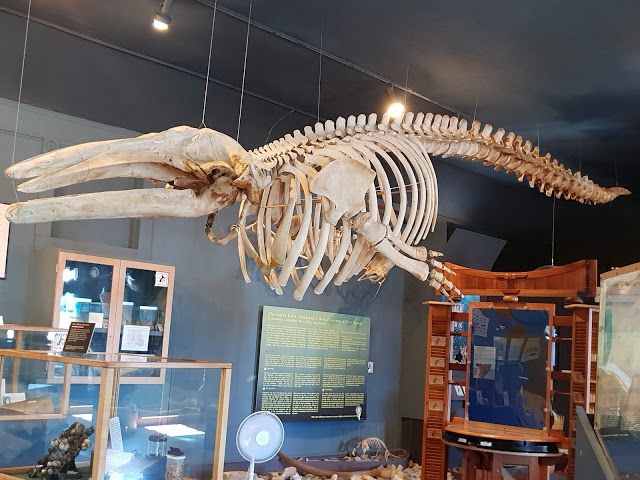 The Whale Museum