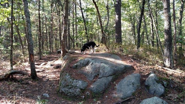 Lowell-Dracut-Tyngsborough State Forest