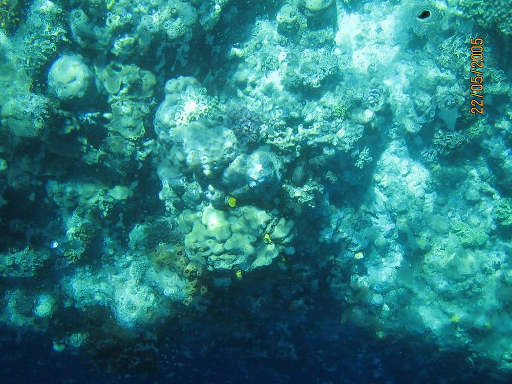 Bunaken
