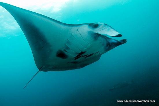 Adventure Divers Bali