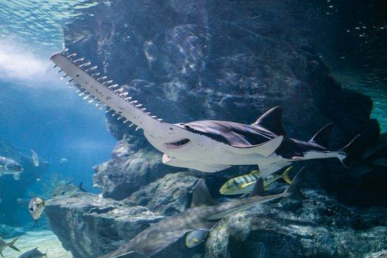 Acuario Sea Life Bangkok Ocean World
