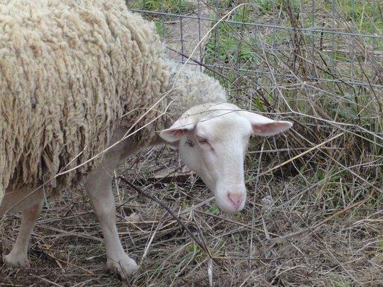 Ferme Equestre la Teuliere