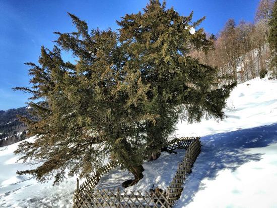 Alte Eibe von Balderschwang