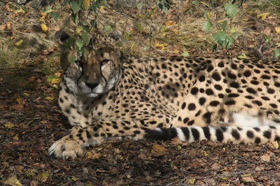 Beekse Bergen Safari Park