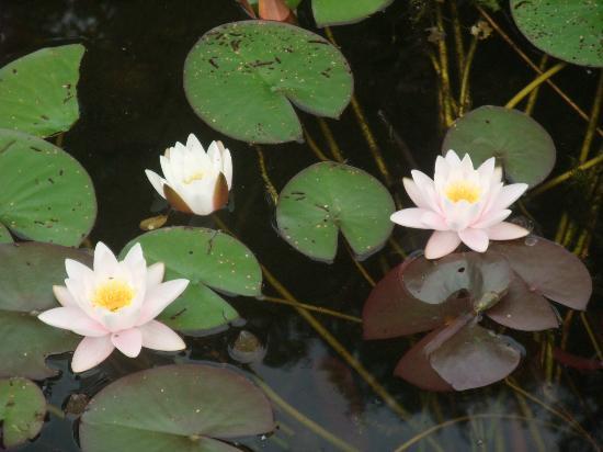 Petite Camargue Alsacienne