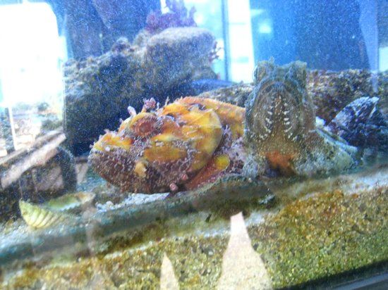 Acquario di Laguna di Nora