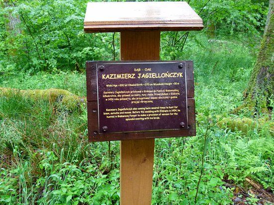 Szlak Dębów Królewskich i Książąt Litewskich