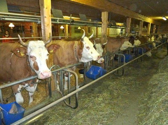 Michel's Stallbeizli