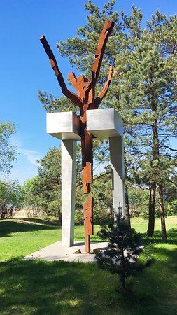 Pine trees of Rainis