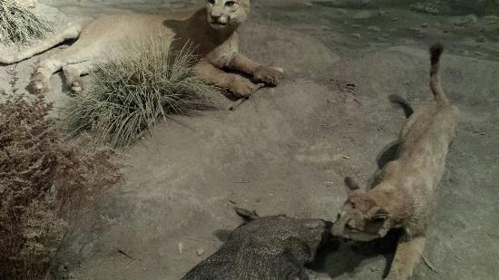 Zoo, children's park