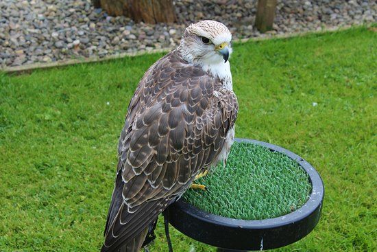 Battlefield Falconry Centre