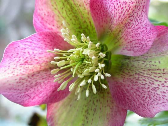 Mildred E Mathias Botanical Garden