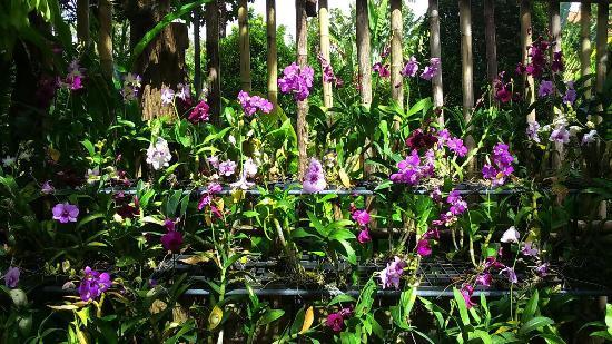 Phuket Botanic Garden