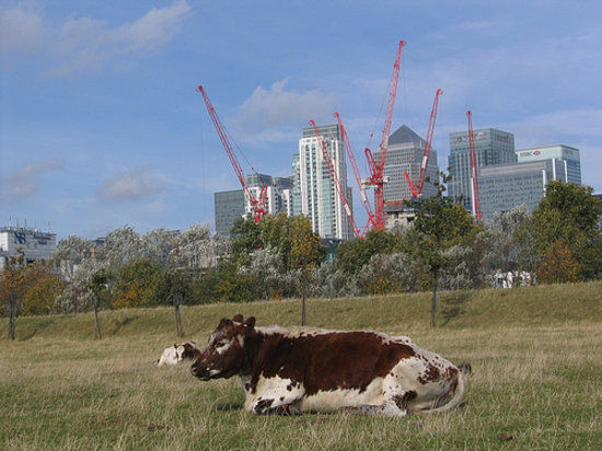 Mudchute Park and Farm