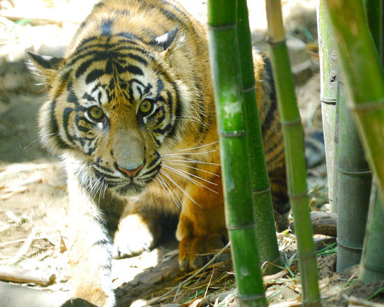 Giraffe Viewing Deck