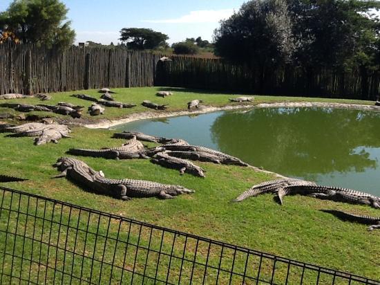 Croc City Crocodile & Reptile Park