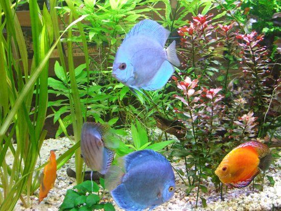 Aquarium-Muséum Universitaire de Liège