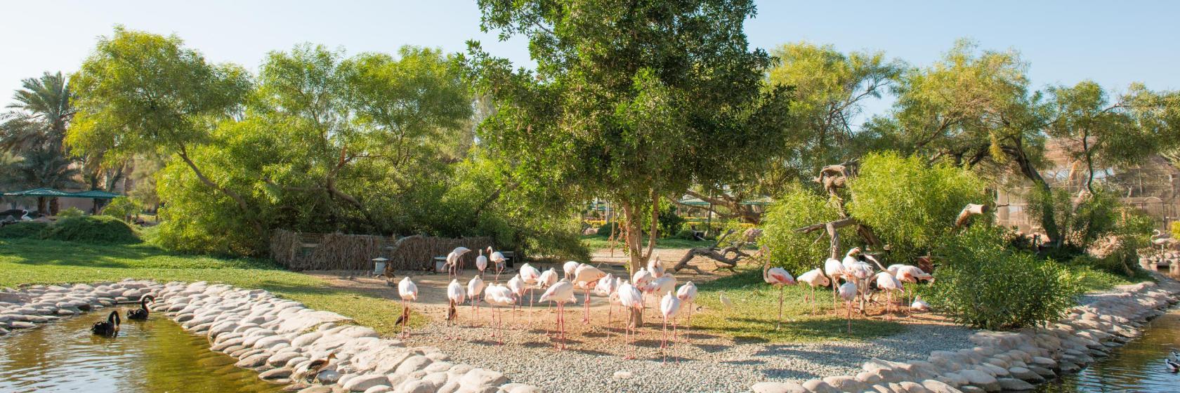 Réserve naturelle d'Al Areen