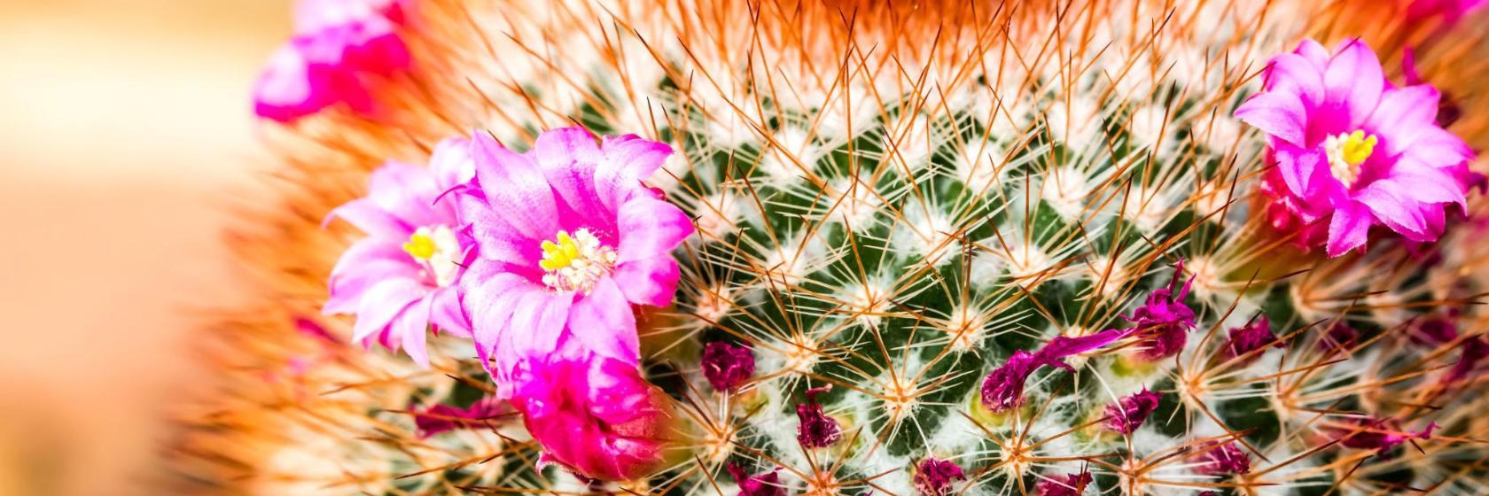 Queen Sirikit Botanic Garden