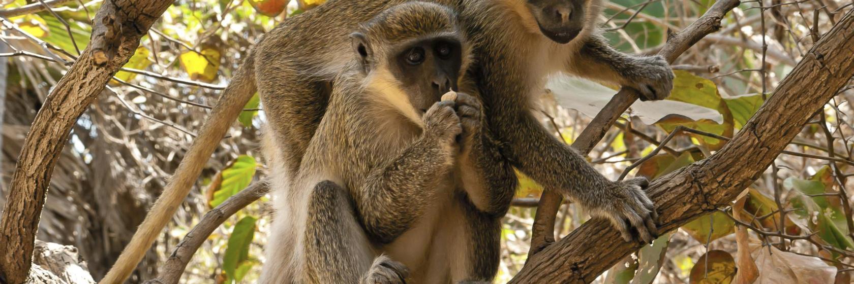 La Montagne des Singes