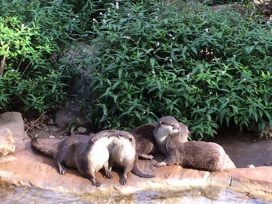 Adelaide Hayvanat Bahçesi