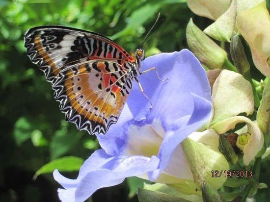 The Butterfly Garden