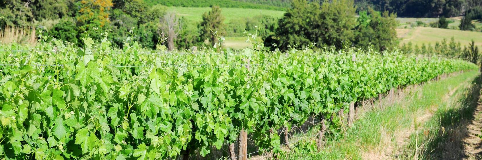 Neethlingshof Wine Estate