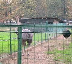 Gradina Zoologica