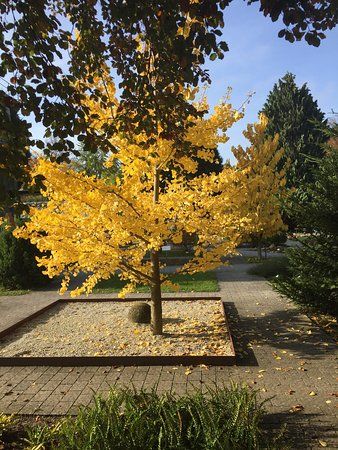 Jardín Botánico de Heidelberg