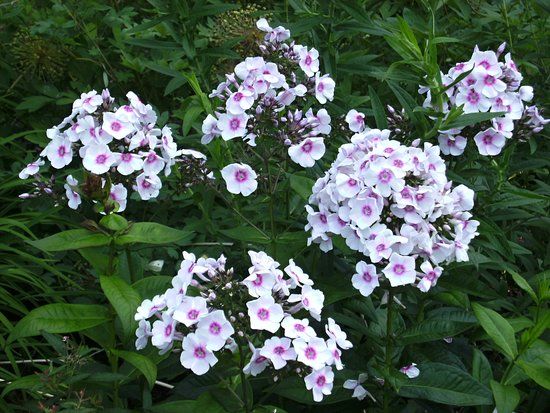 Kurpark Bad Wörishofen